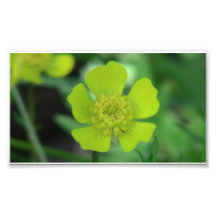 Umatilla Oregon Flora Flowers Plants Botany Photograph