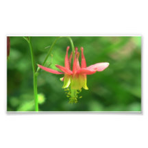 Umatilla Oregon Flora Flowers Plants Botany Photograph