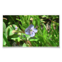 Umatilla Oregon Flora Flowers Plants Botany Art Photo