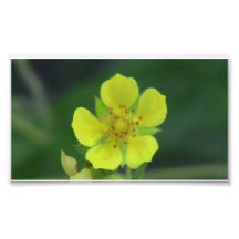 Umatilla Oregon Flora Flowers Plants Botany Photo Print