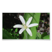 Umatilla Oregon Flora Flowers Plants Botany Photo Print