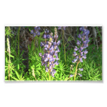 Umatilla Oregon Flora Flowers Plants Botany Photo Print