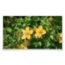 Umatilla Oregon Flora Flowers Plants Botany Photo Print