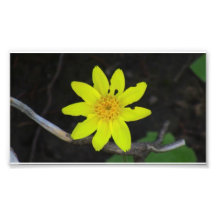 Umatilla Oregon Flora Flowers Plants Botany Art Photo