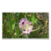 Umatilla Oregon Flora Flowers Plants Botany Photograph