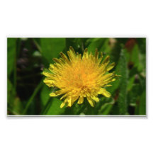 Umatilla Oregon Flora Flowers Plants Botany Art Photo