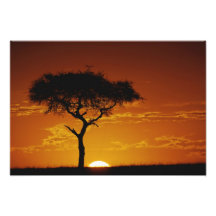 Umbrella Thorn Acacia, Acacia tortilis, Photographic Print