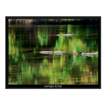 Umpqua River, Oregon Post Card