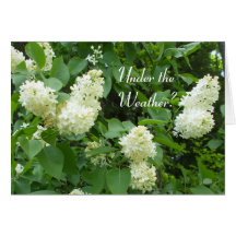 Under the Weather-White Lilacs Cards