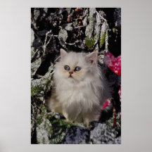 Unique Bicolored kitten Print