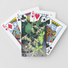 Unripe Blackberry Bicycle Card Deck