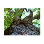 Up a Tree Post Card