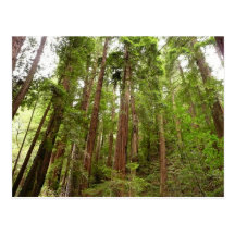 Up to Redwoods Postcard