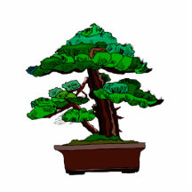 Upright Bonsai Old in Rectangle Brown Pot Photo Cutouts