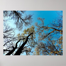 UpShot Tree 1 Posters