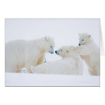 USA, Alaska, 1002 Coastal Plain of the Arctic Greeting Cards