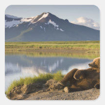 USA, Alaska, Katmai National Park, Brown Bears 2 Square Stickers