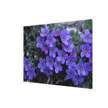 USA, Alaska National Wildlife Refuge (ANWR). Gallery Wrap Canvas