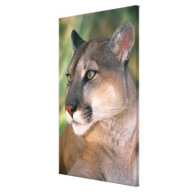 USA, California, Los Angeles County. Portrait of Canvas Prints