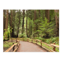 USA, California, Marin County, Muir Woods Postcards