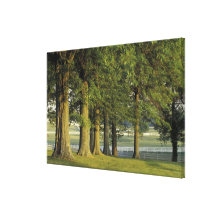 USA, Kentucky, Lexington. Row of trees and Stretched Canvas Print