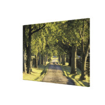 USA, Kentucky, Lexington. Tree-lined driveway, Canvas Print