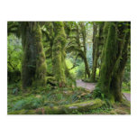 USA, Washington, Olympic National Park, Hoh Rain Postcard