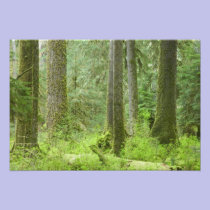 USA, Washington, Olympic National Park, Spring 3 photography