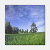 UTAH. USA. Ponderosa pines Pinus ponderosa) & Fridge Magnet