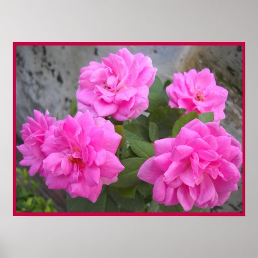 Valentine Day Rose-Poster