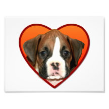 Valentine's boxer puppy art photo