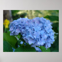 Valentine's Day gifts Hydrangea Art Prints Framed