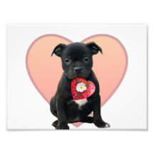 Valentine's Staffordshire bull terrier puppy Photograph