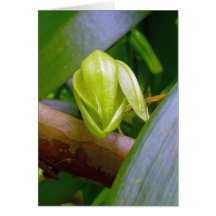 Vanilla Orchid Blossom Cards