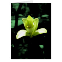 Vanilla Orchid Greeting Cards