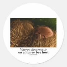 Varroa destructor On A Honey Bee Host Sticker
