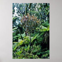 Vegetation, Moehau Mountain, Coromandel Peninsula Posters