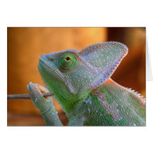Veiled Yemen Chameleon Greeting Cards