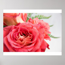 Velvety Pink Roses Poster