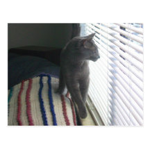 Venician Princess - Russian Blue Feline Postcard