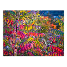 Vermont Foliage Postcard