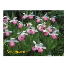 Vermont Showy Lady's Slipper Colony Postcards
