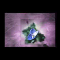 Veronica flower canvas prints