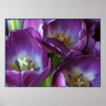 Vibrant Purple Tulips Print