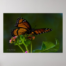 Vice Roy Butterfly Wall Art Posters