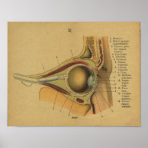 Vinatge German Anatomy Print Eye