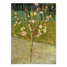 Vincent van Gogh - Almond tree in blossom Photo Print