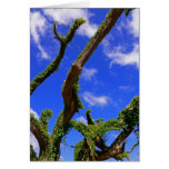 Vine-covered Tree Greeting Card