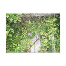 Vines and Wood Canvas Print