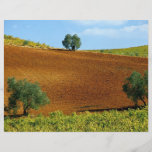 Vineyards near Montilla, Andalusia, Spain at the C Custom Flyer